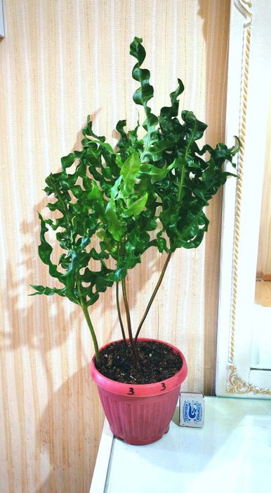 Папоротник Микросорум сколопендровый (Microsorum Scolopendrium) Gre