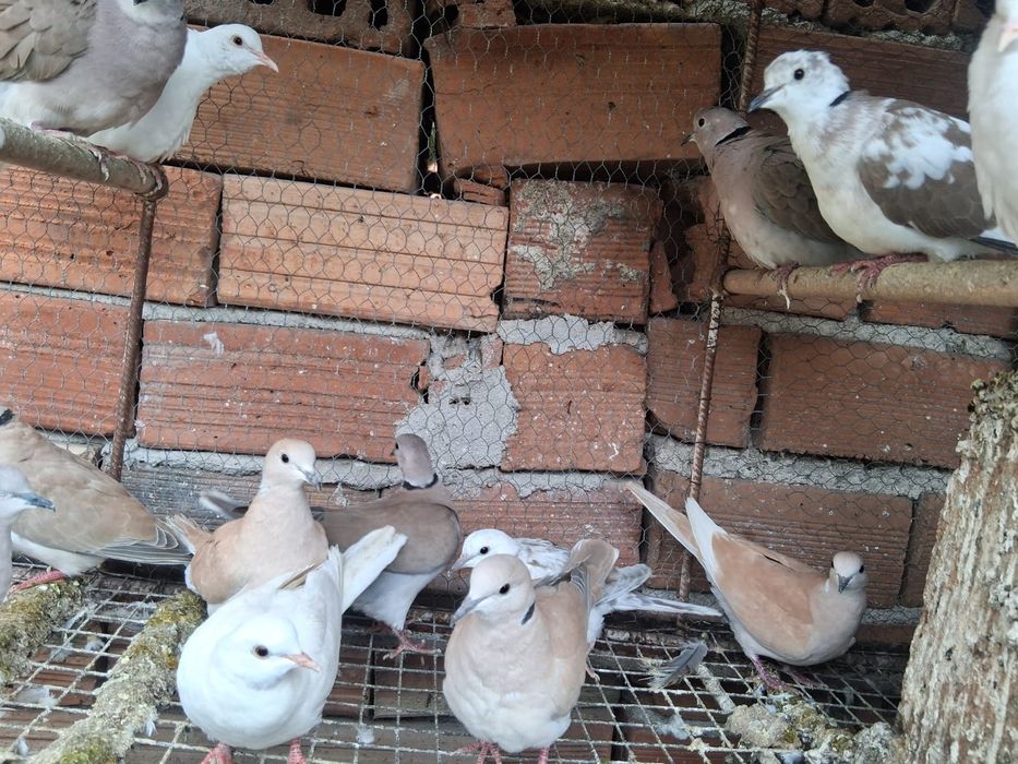 Скумруци / смеещи се гугутки/