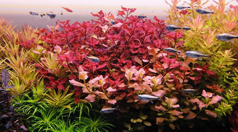 guppy, xifo, plante, accesori, acvariu