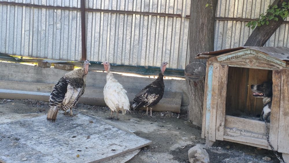 Продам индюшат с индюшками