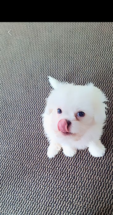 Super oferta! Fată Shih-Tzu 6 luni