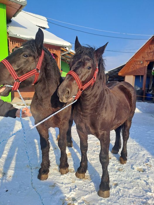 Vând pereche mânji