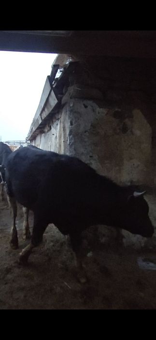 Были Голштины 1,5 года