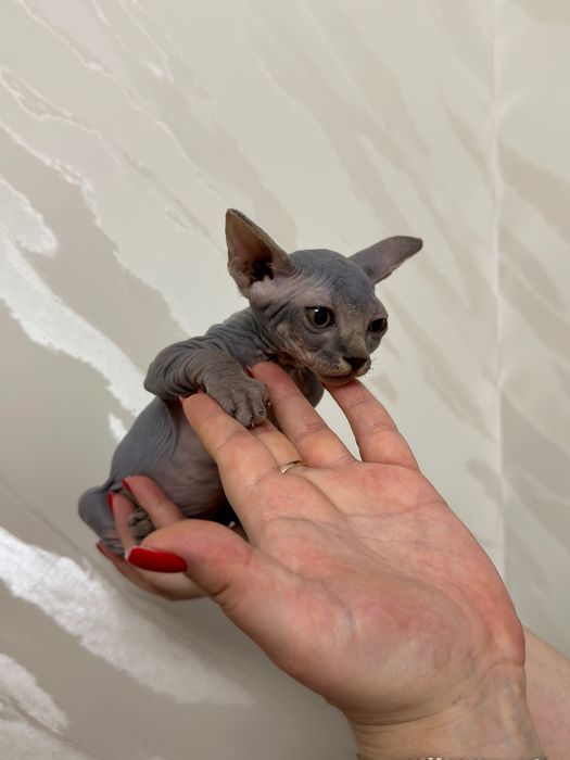 Чистокровная девочка сфинкс 2 месяца