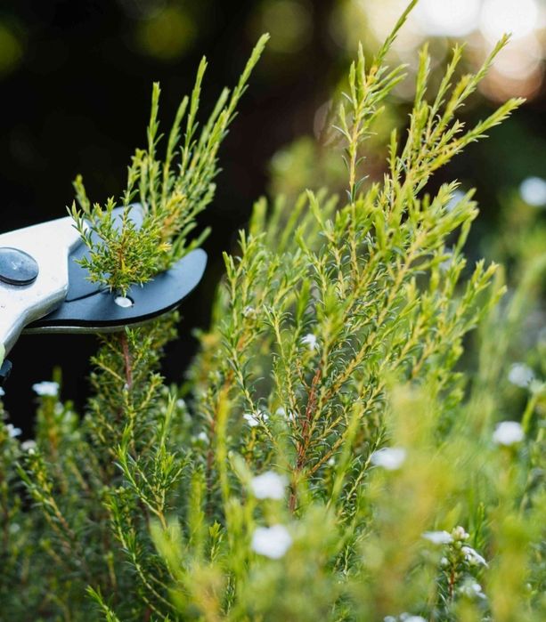 Amenajare și întreținere suprafețe gazon și spații verzi