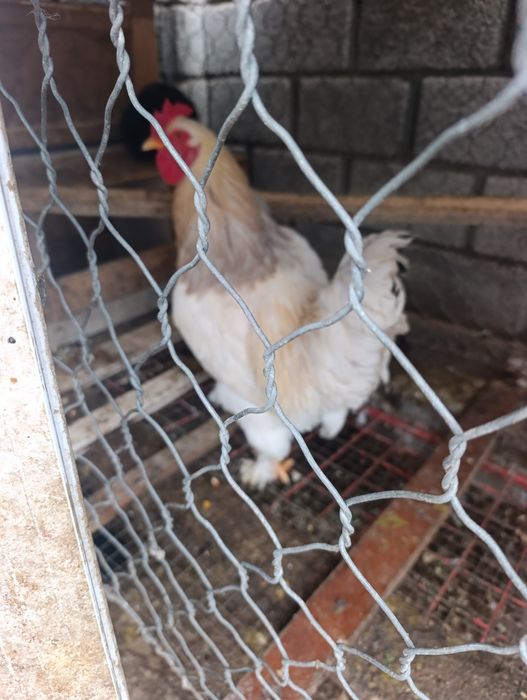 Продам брама путух молодой