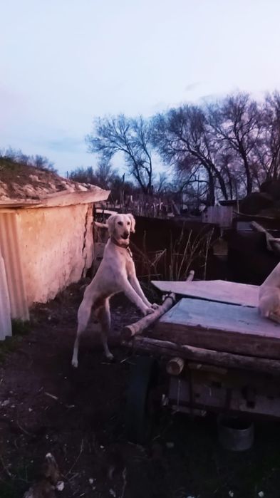 Тазылар сатылады.