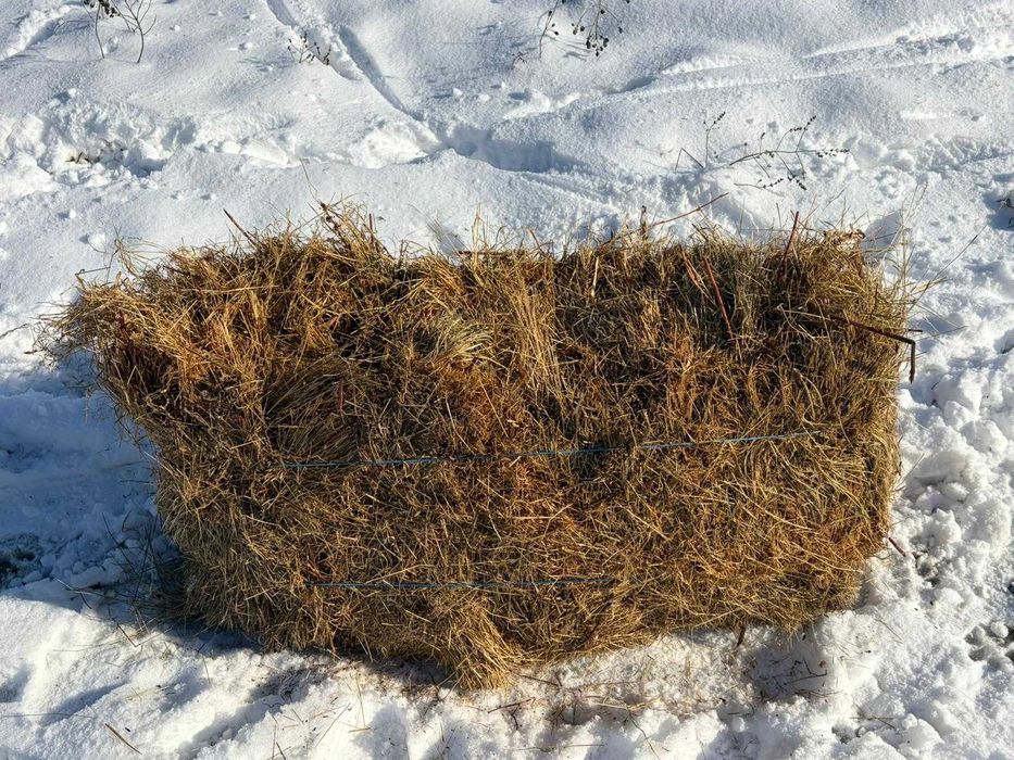 Vind baloți de trifoi dreptunghiulari