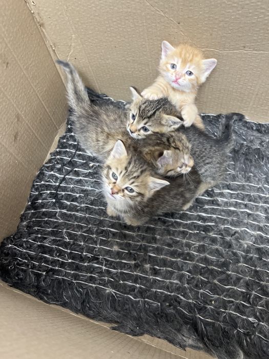 Котенок малинкий