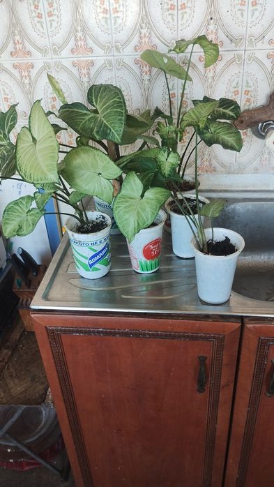 Сингониум цвете няколко броя