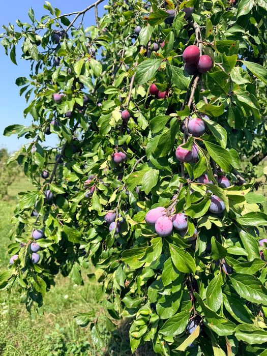 Prune de vanzare