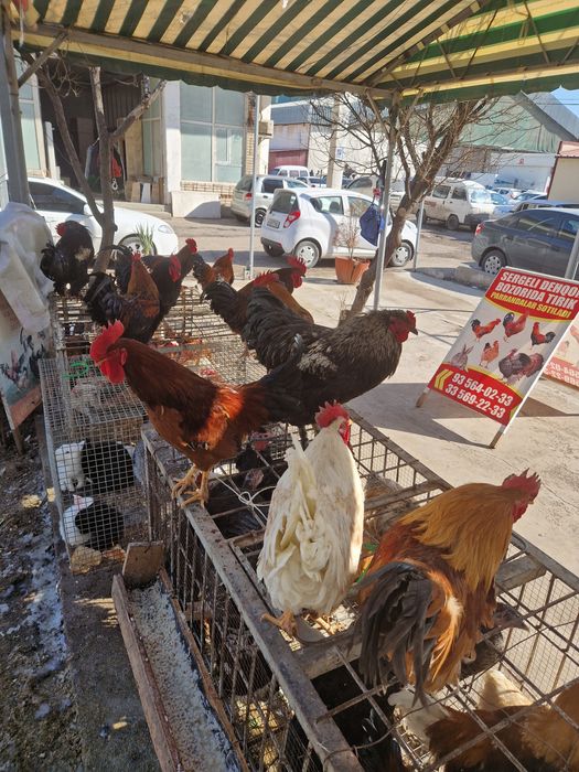 Sergili dehqon bozorida xoroz tovuq kurka quyon huroz ordek