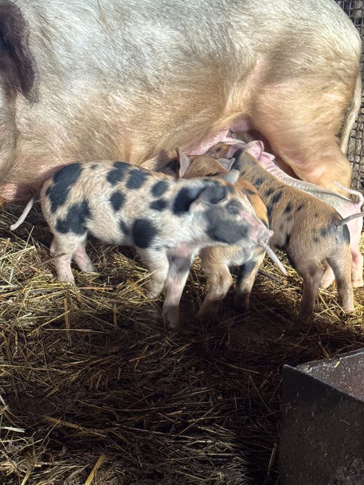 Поросята месячные