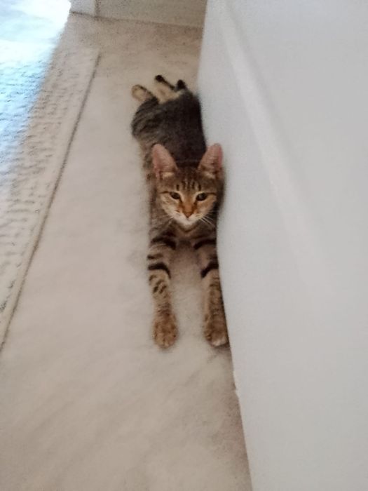 Отдам кошечку в хорошие руки
