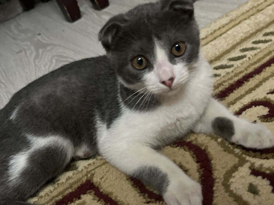 Кошка домашний шатланский