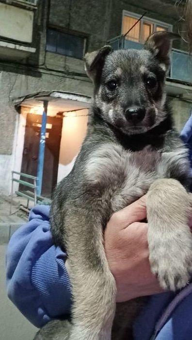 SoS. Срочно  ищем дом щенку.
