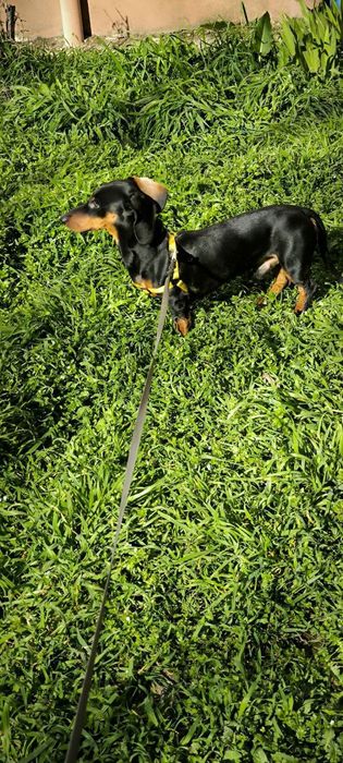 Продается кобель таксы