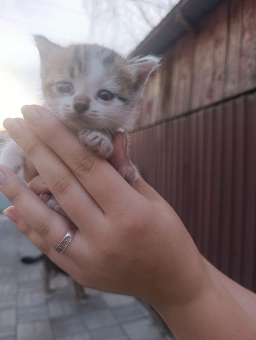 Продам котят британцев