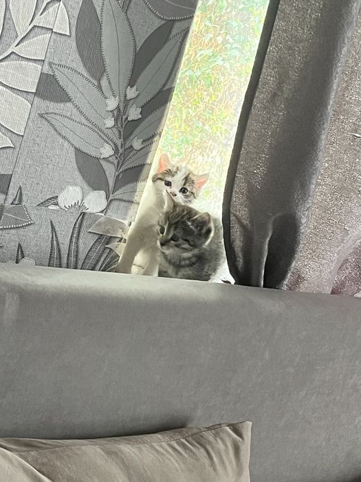 Отдам котят бесплатно