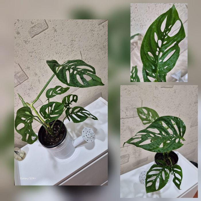 Монстера Адансона