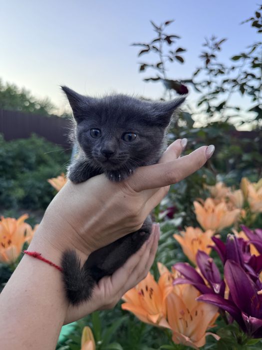 Отдам котят в добрые руки