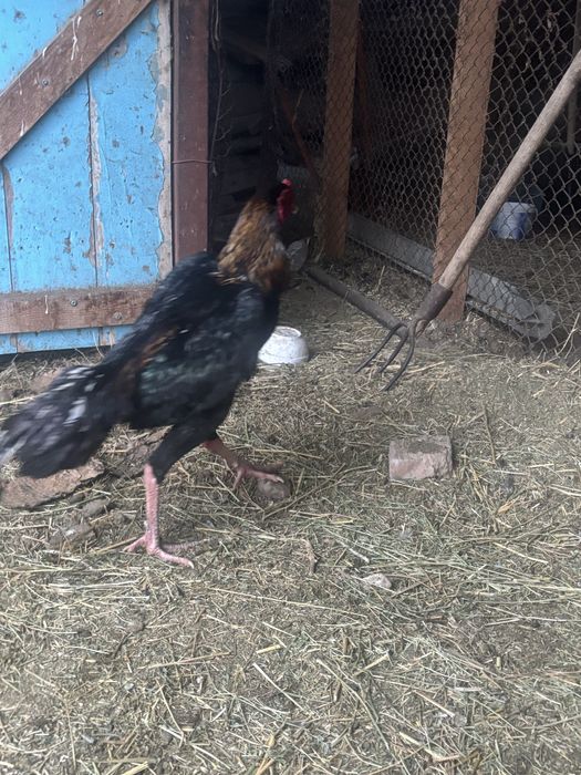 Декан бойцовский