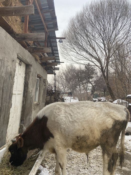 Продам бычка годовалого