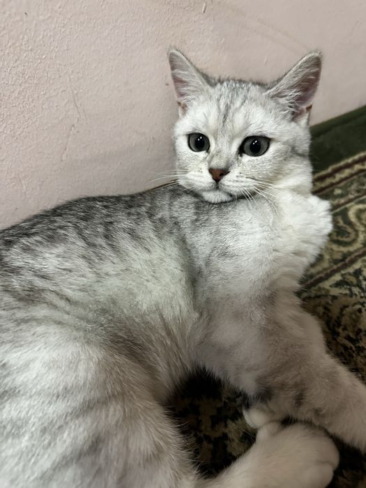 Продам кошек пародистые