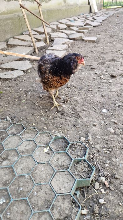 Vând gaini araucana
