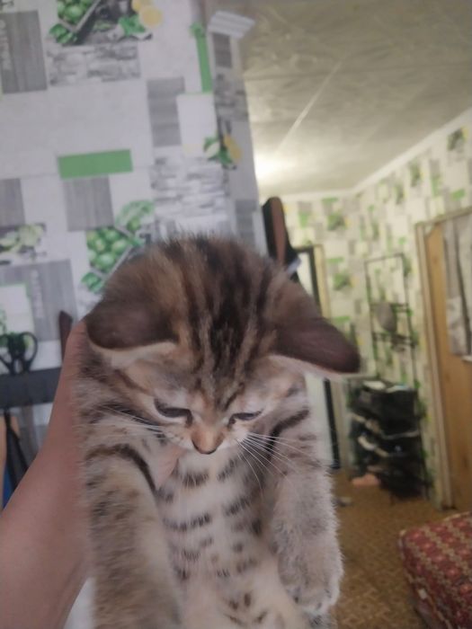 Продам котят британцы