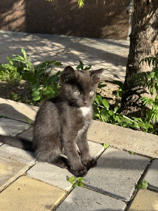 Отдам котов в добрые руки!