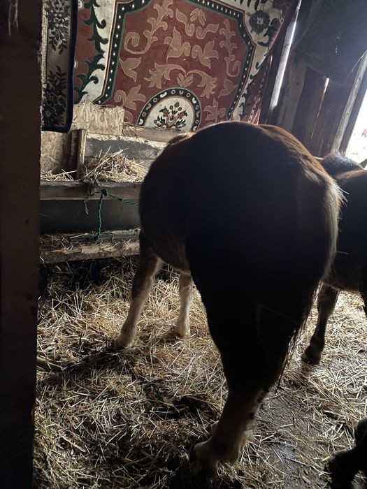 Manz si o manza de 6-7 luni