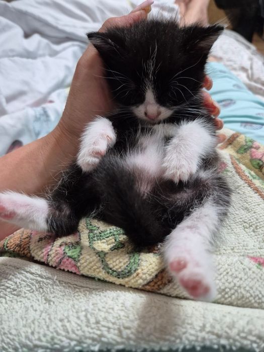 Котенок в добрую семью