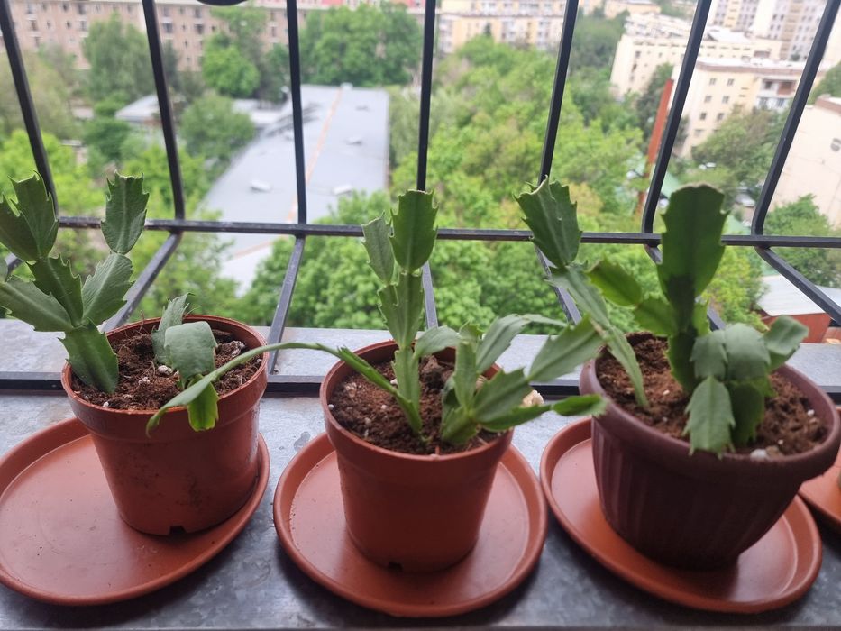 Декбрист комнатных цветок Янги пересадка килинган 3-4 кунда жонланиб к