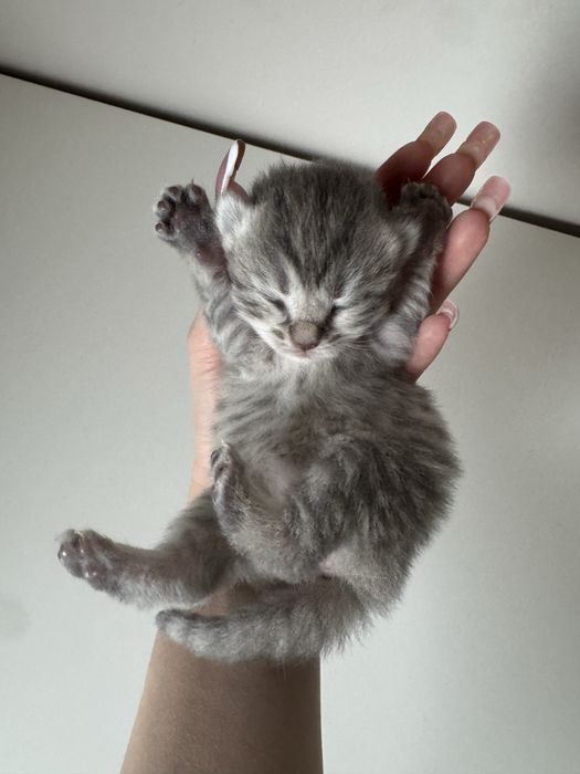 Продается котята