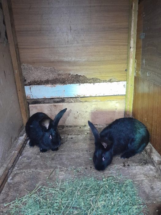 Продам кроликов, два самца.Строкачи