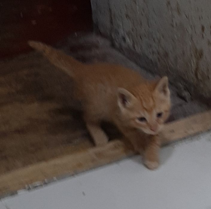 Отдаются котята даром