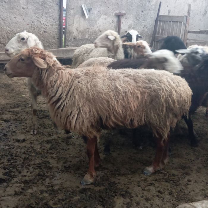 Продаются бараны жирные