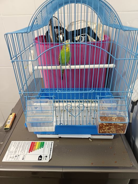 Папугай месте клетки корм