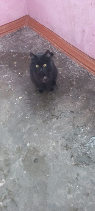 Котёнок ищет дом