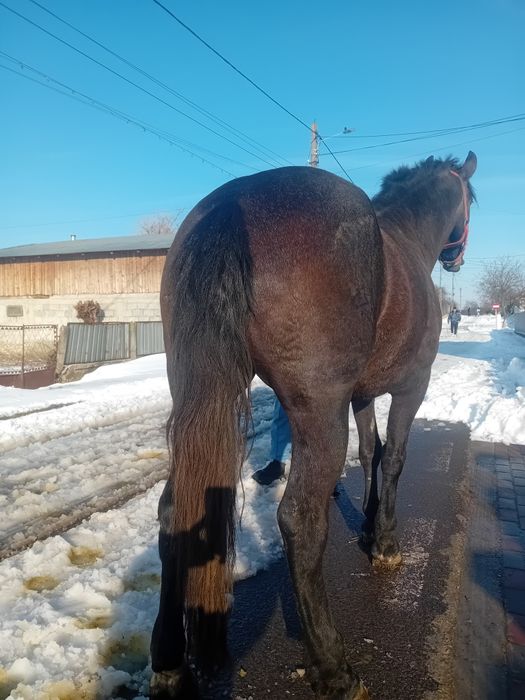 Iapa de 7 ani metis de frizsean