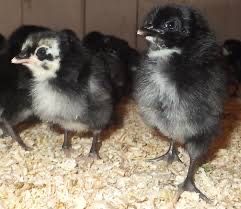 Jo'ja Домашний циплята хонадон жўжалари jo'jala сотилади оптом ва дона