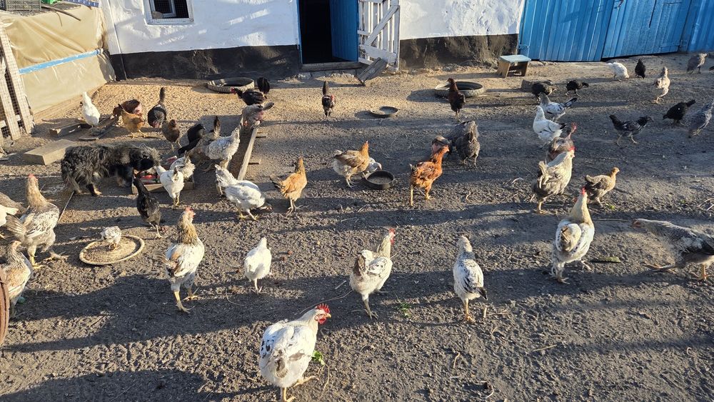 Продам домашних кур молодняк и индоуток