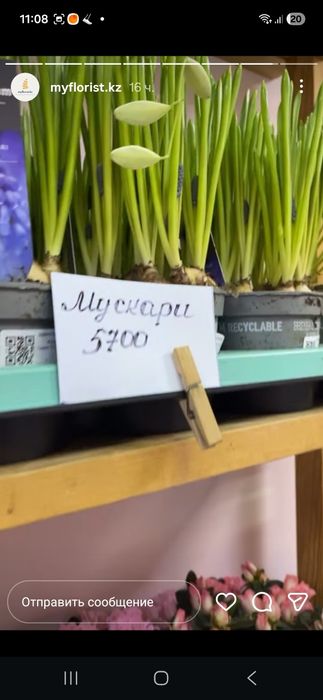 Продам комнатные цветы на подарок. Цветущие