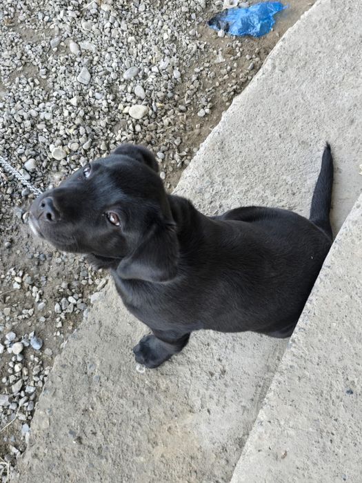 Собака Labrador..