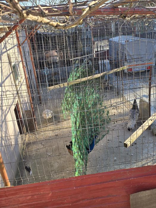 Pauni  maturi perechi