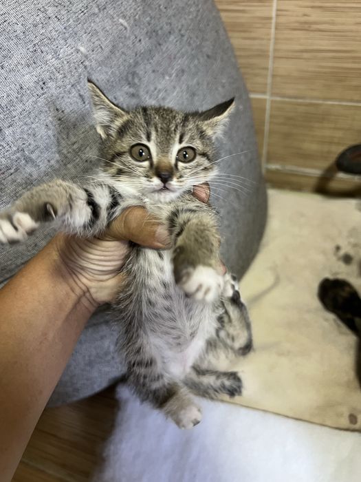 Отдам кошечку бесплатно!