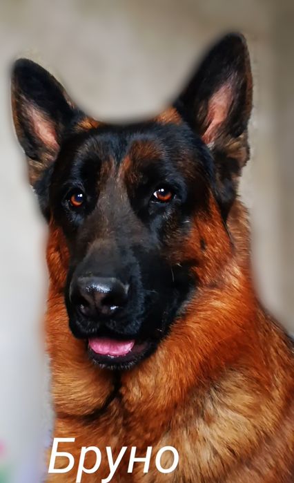 Щенок немецкой овчарки.