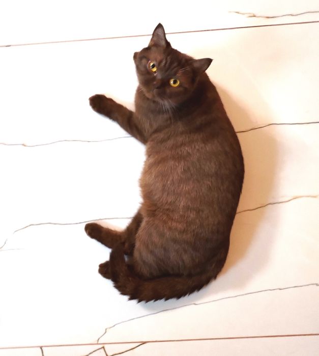 British shorthair ciocolata