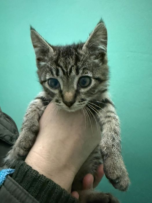 Котята срочно ищут дом